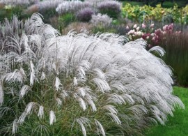 silver-charm (1)1